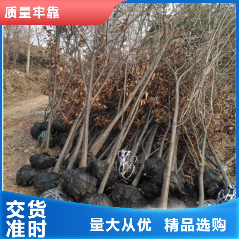 板栗苗花椒苗质量无忧
