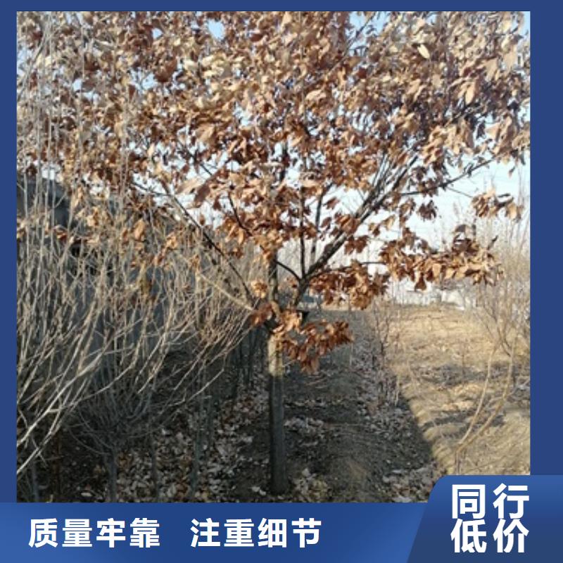 板栗苗花椒苗满足客户需求