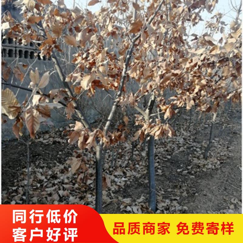【板栗苗花椒苗销售的是诚信】