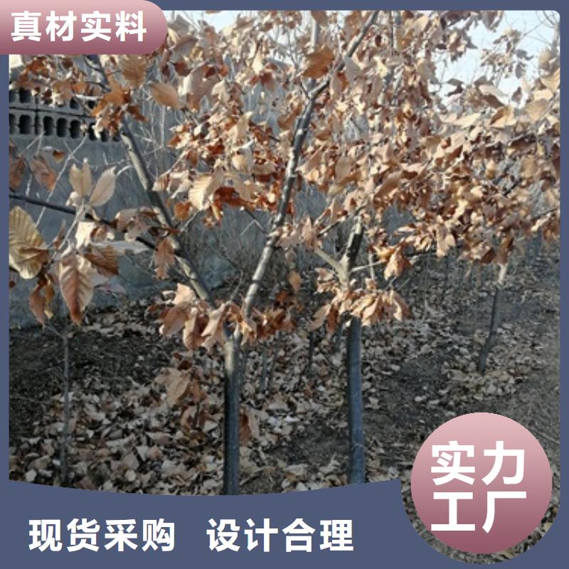 板栗苗-核桃苗厂家货源