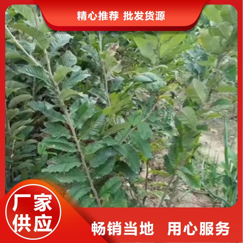 板栗苗桃树苗厂家直销放心