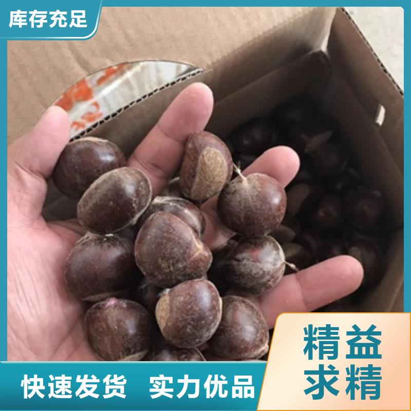 板栗苗李子苗厂家直营