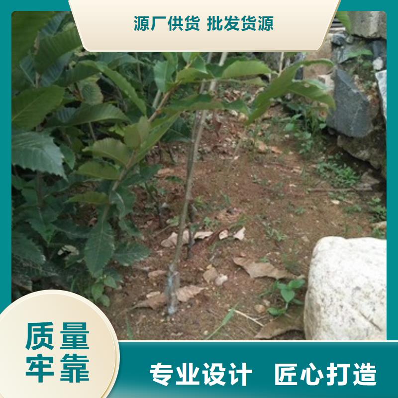 板栗苗-核桃苗厂家货源