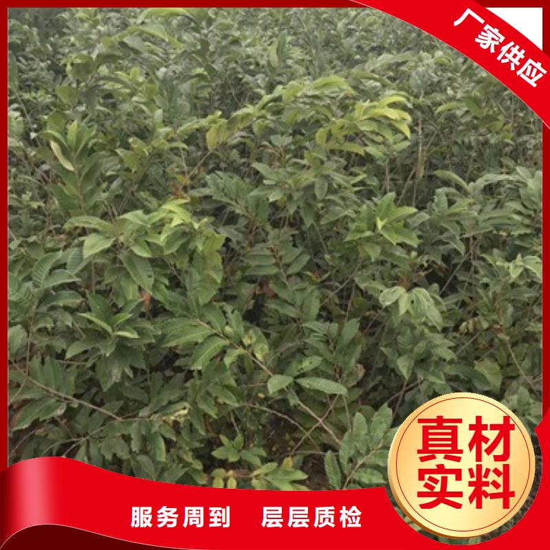 板栗苗桃树苗产品参数