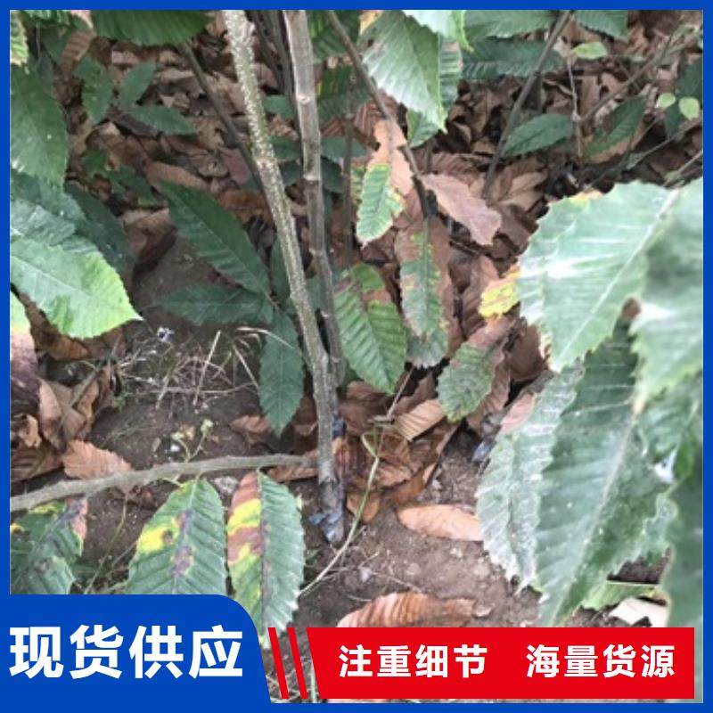 板栗苗桃树苗厂家直销放心