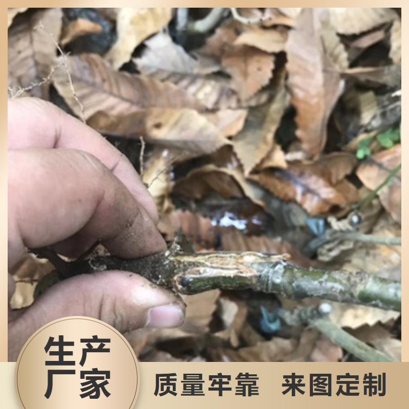 板栗苗桃树苗厂家直销放心