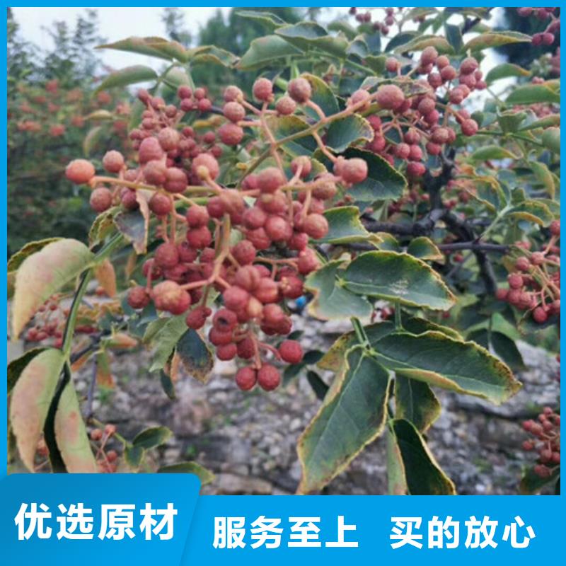 花椒苗_苹果苗追求细节品质
