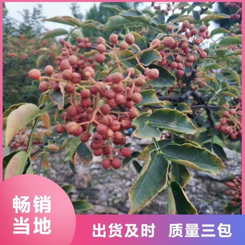 花椒苗_山楂苗可定制有保障