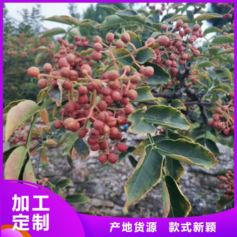 花椒苗板栗苗优质原料