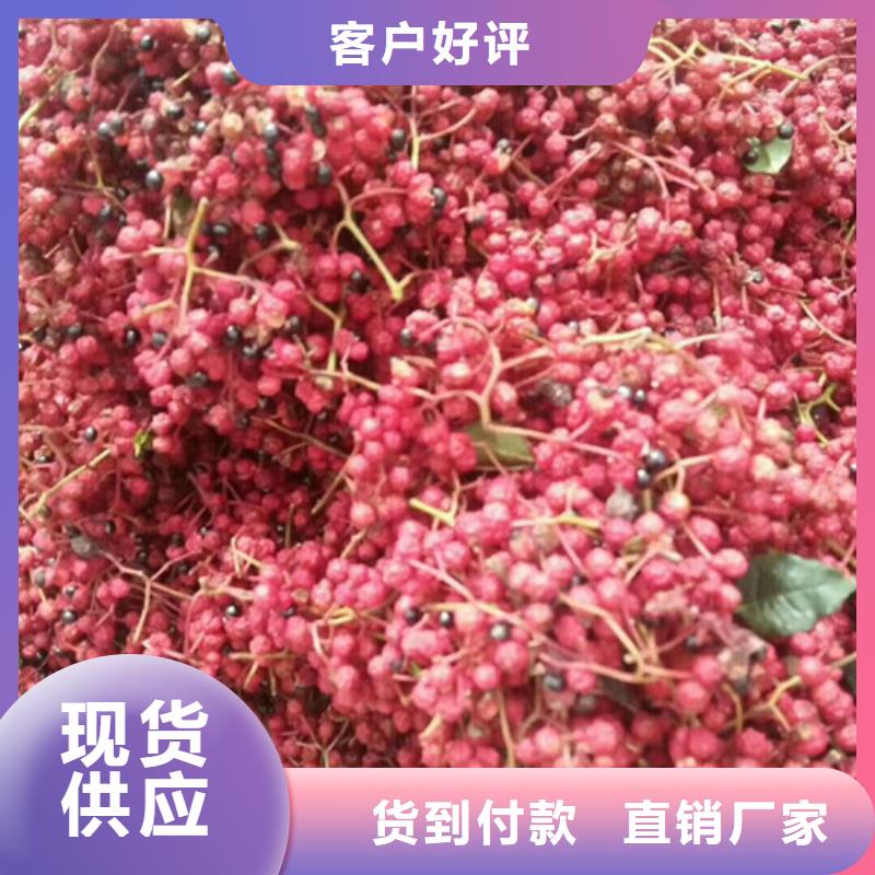 花椒苗李子苗来图定制