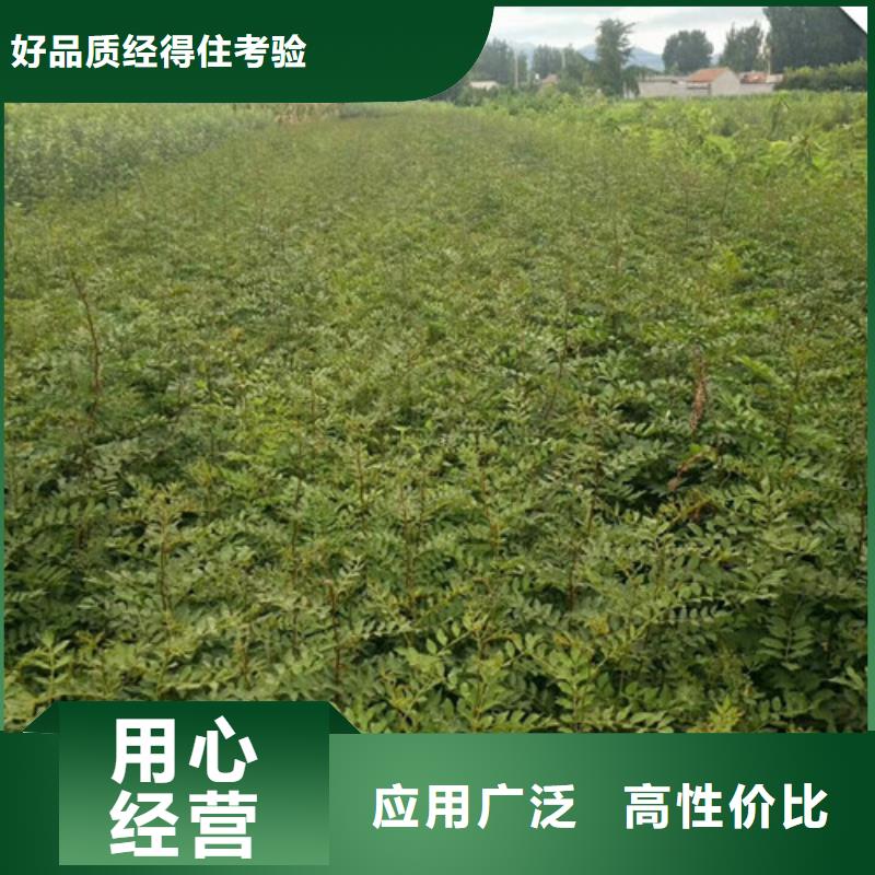 花椒苗_山楂苗对质量负责