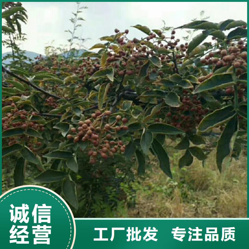 花椒苗板栗苗实力商家