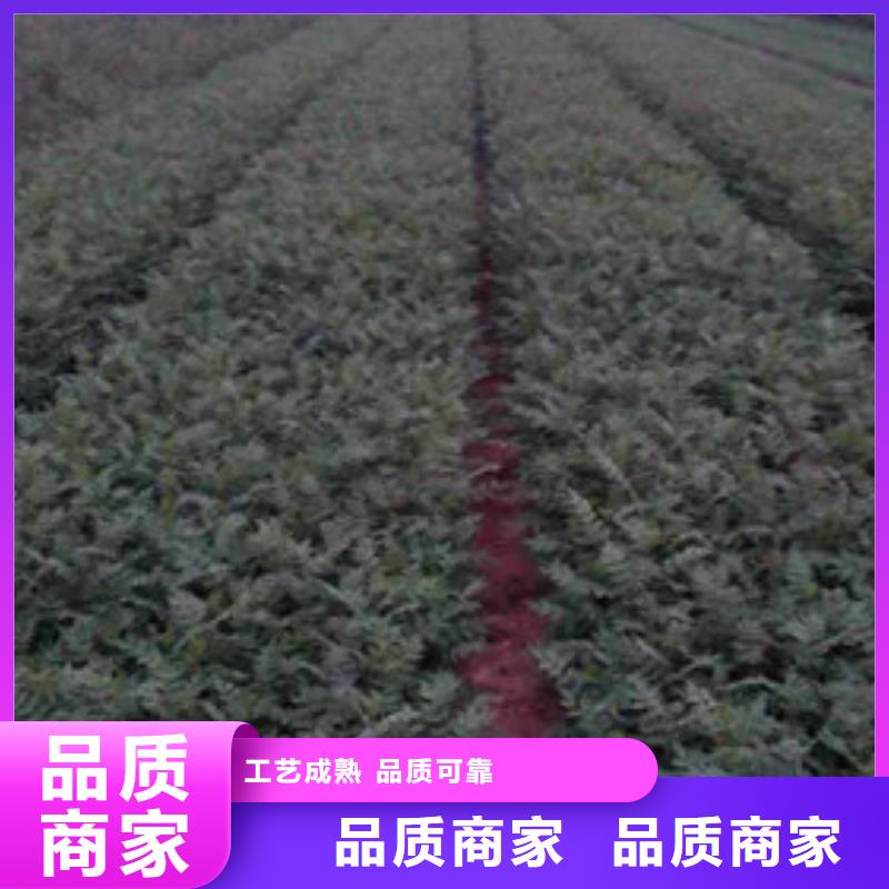 花椒苗梨树苗厂家直销