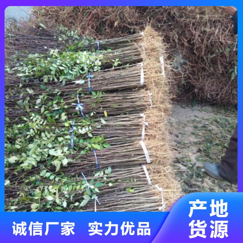 花椒苗_苹果苗追求细节品质