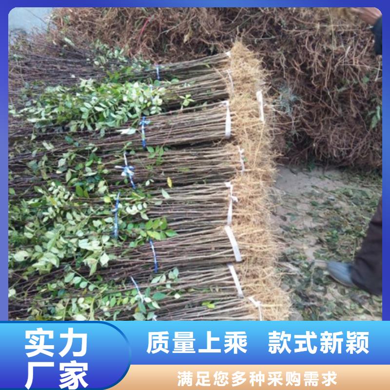 【花椒苗】_李子苗一站式供应