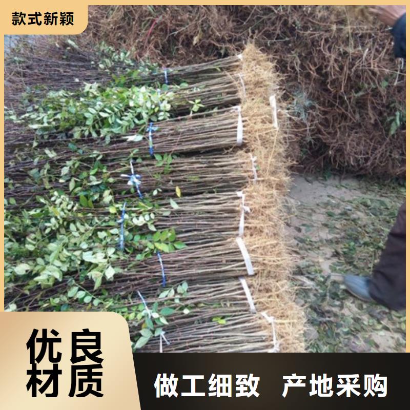 花椒苗-板栗苗优选好材铸造好品质