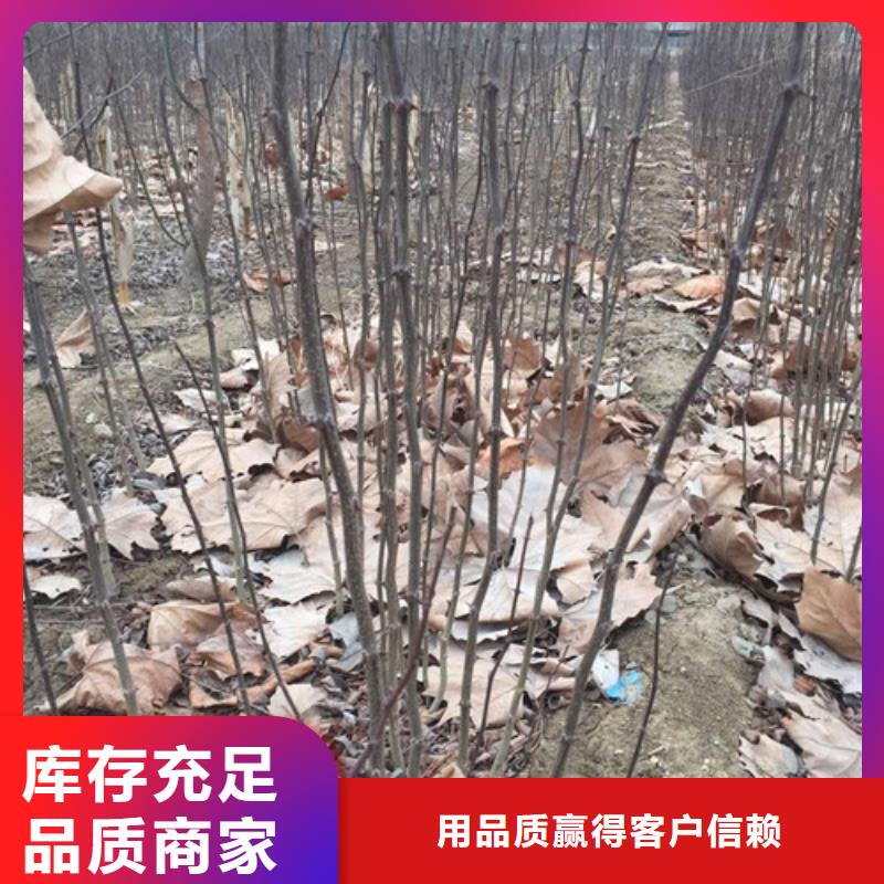 花椒苗厂家直销