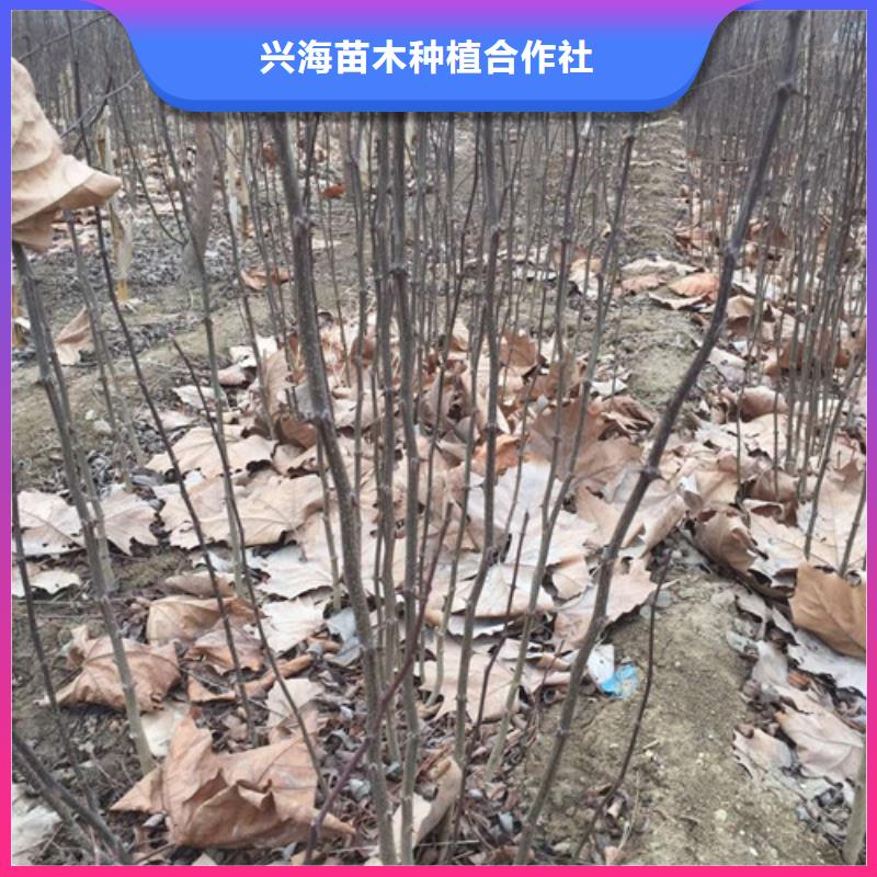 花椒苗梨树苗厂家直销