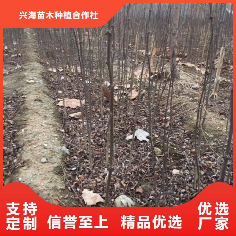 花椒苗板栗苗实力商家