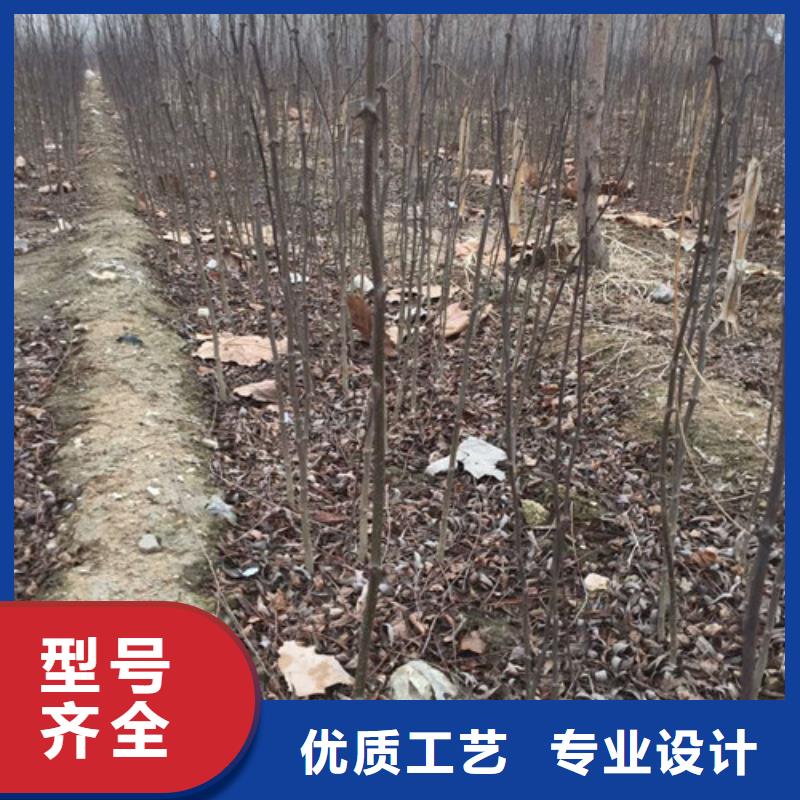 花椒苗,蓝莓苗厂家采购