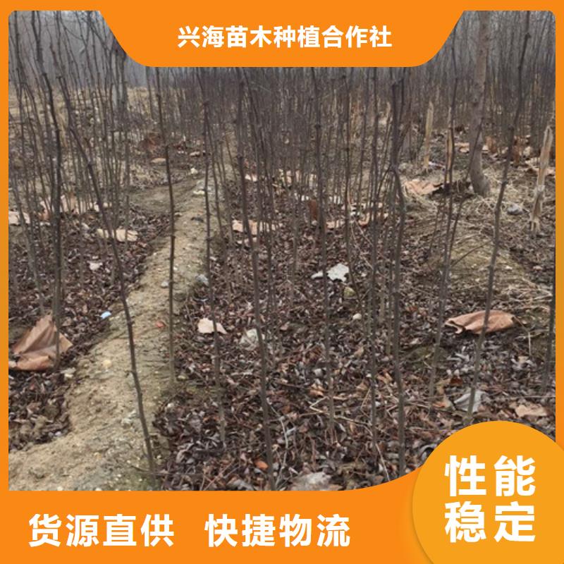 花椒苗核桃苗专业生产团队