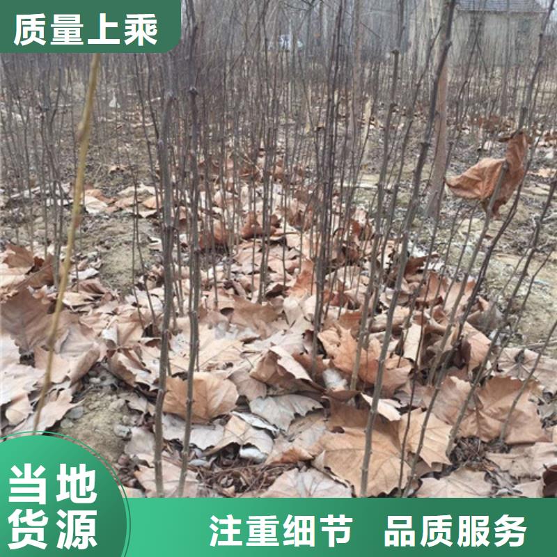 花椒苗李子苗来图定制