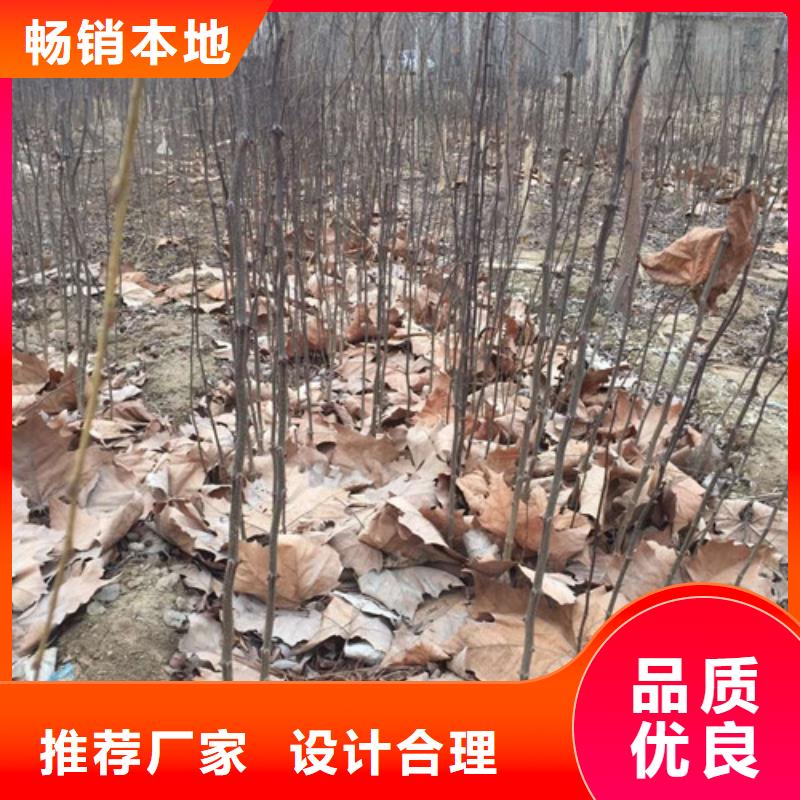 花椒苗桃树苗支持批发零售