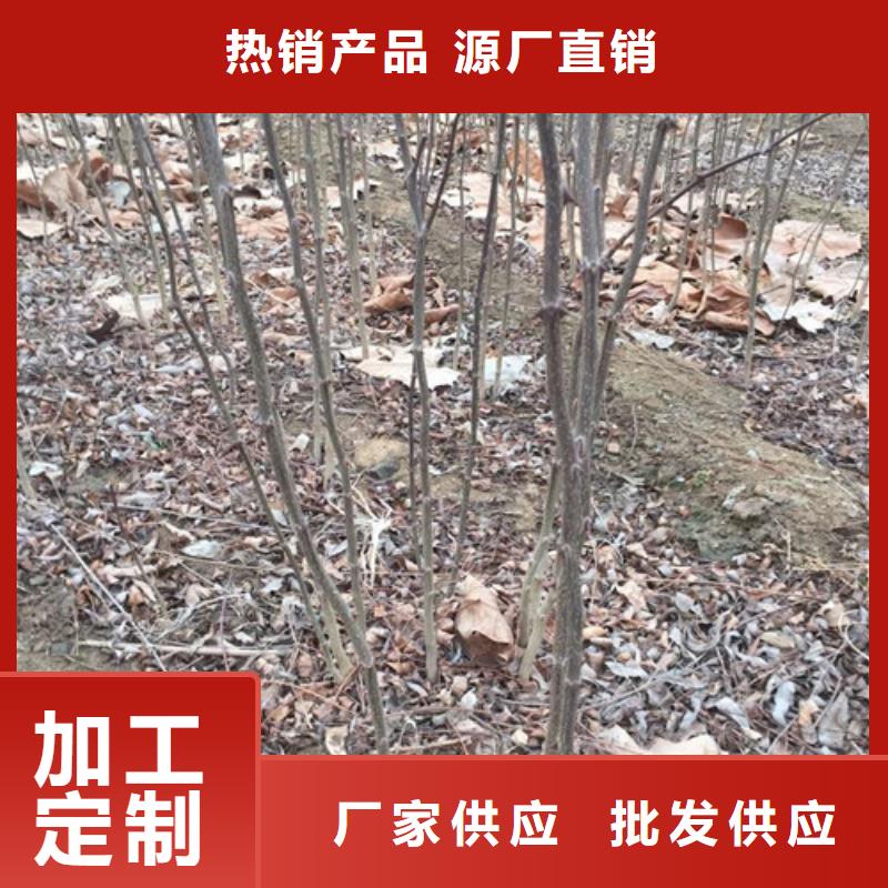 花椒苗_山楂苗可定制有保障