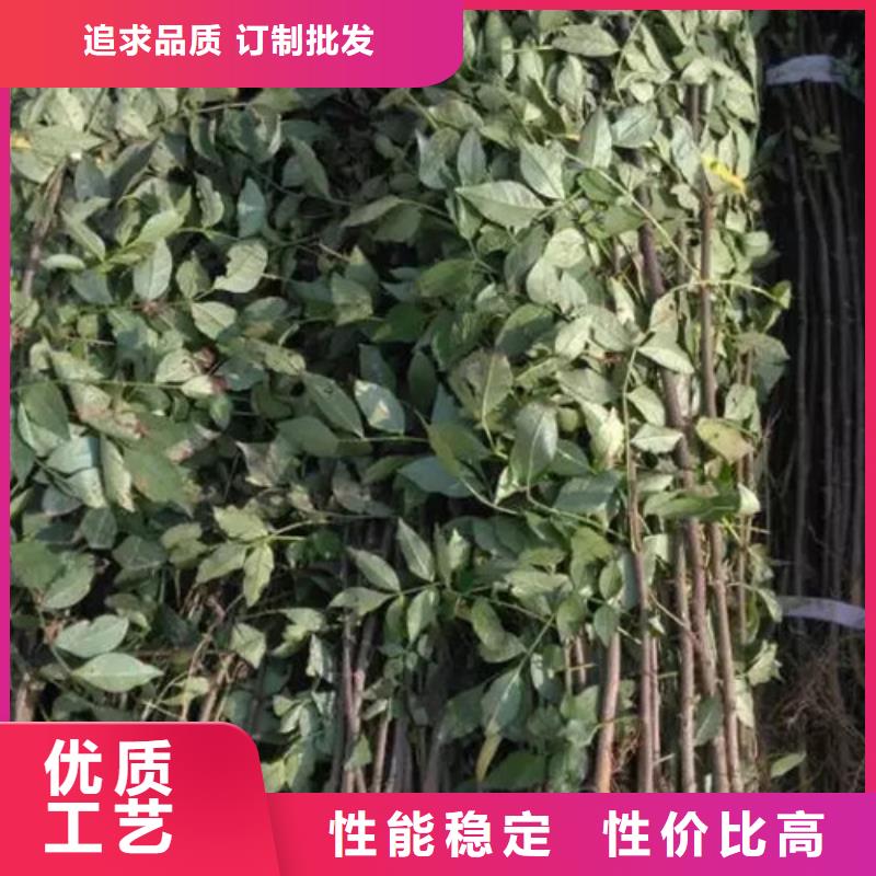 花椒苗板栗苗优质原料