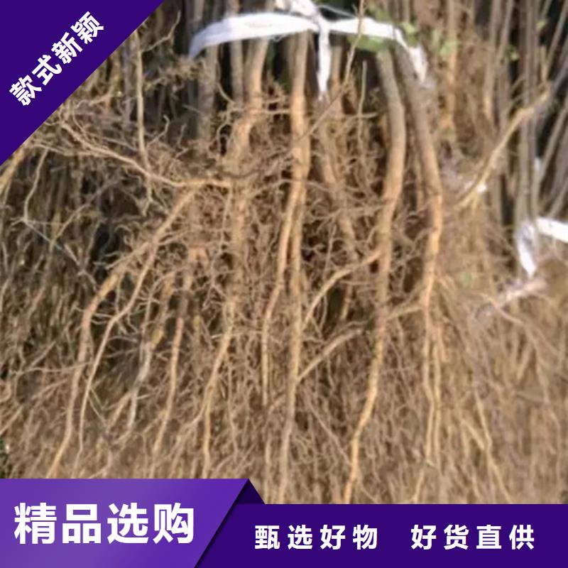 花椒苗梨树苗设备齐全支持定制