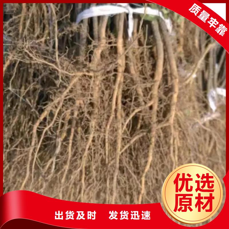 【花椒苗】_李子苗一站式供应