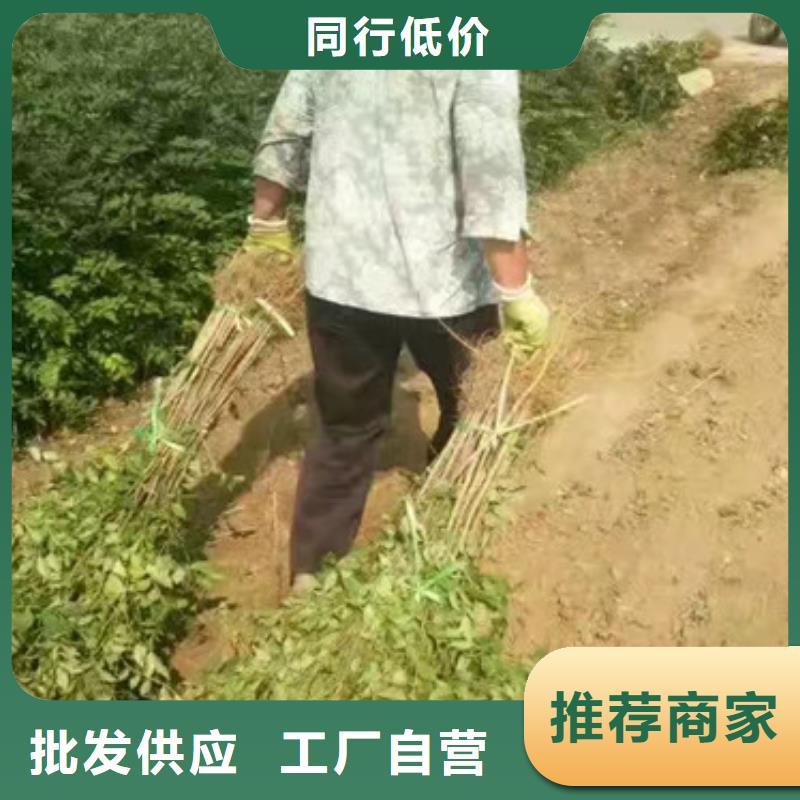 花椒苗,蓝莓苗厂家采购