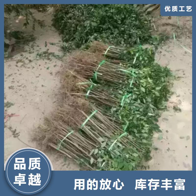 花椒苗板栗苗优质原料