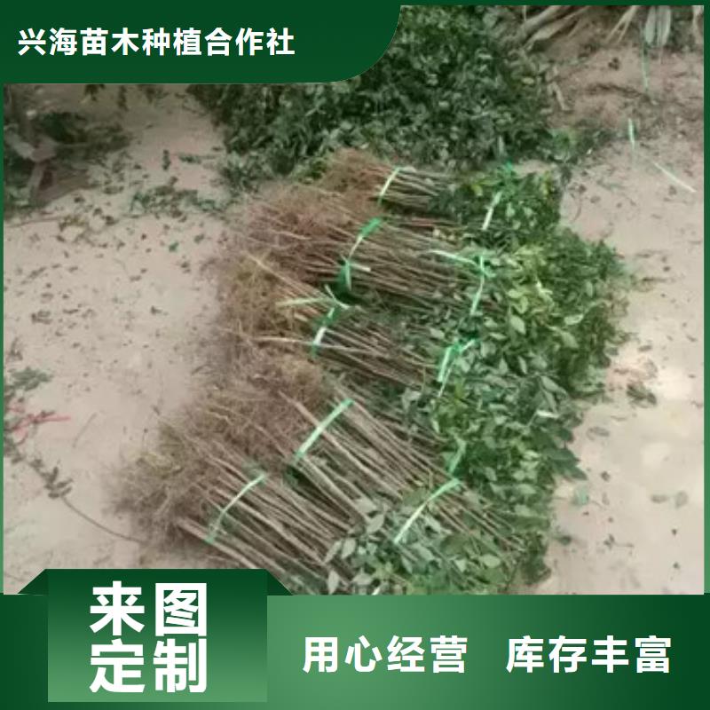 花椒苗梨树苗精益求精