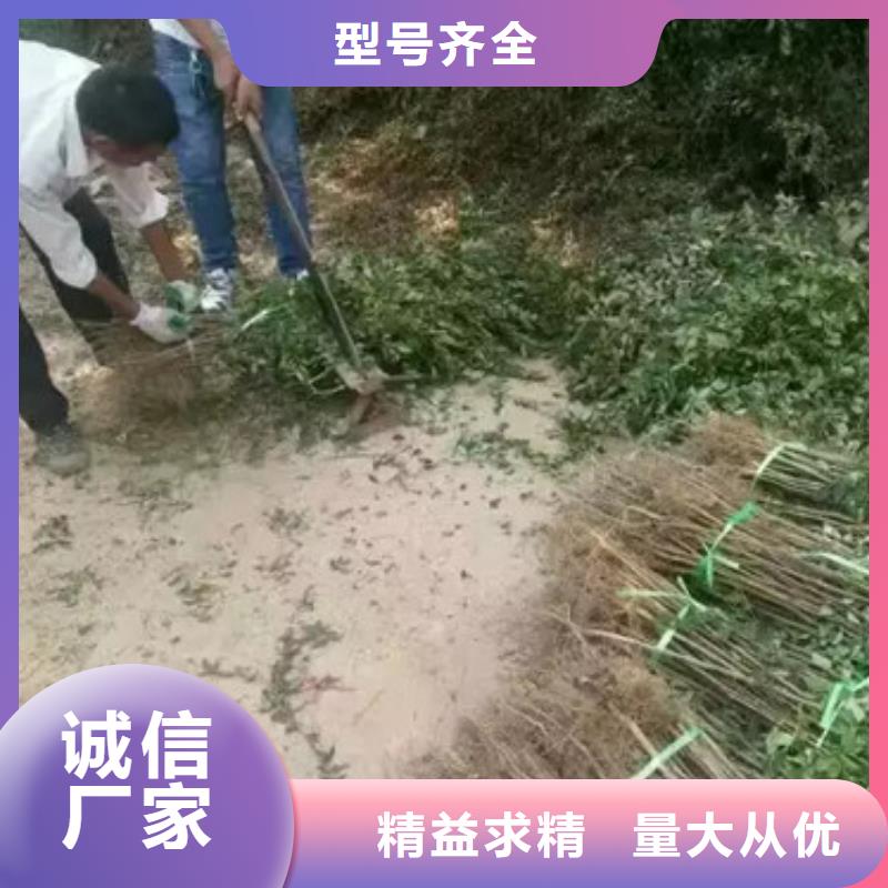 【花椒苗-桃树苗工期短发货快】