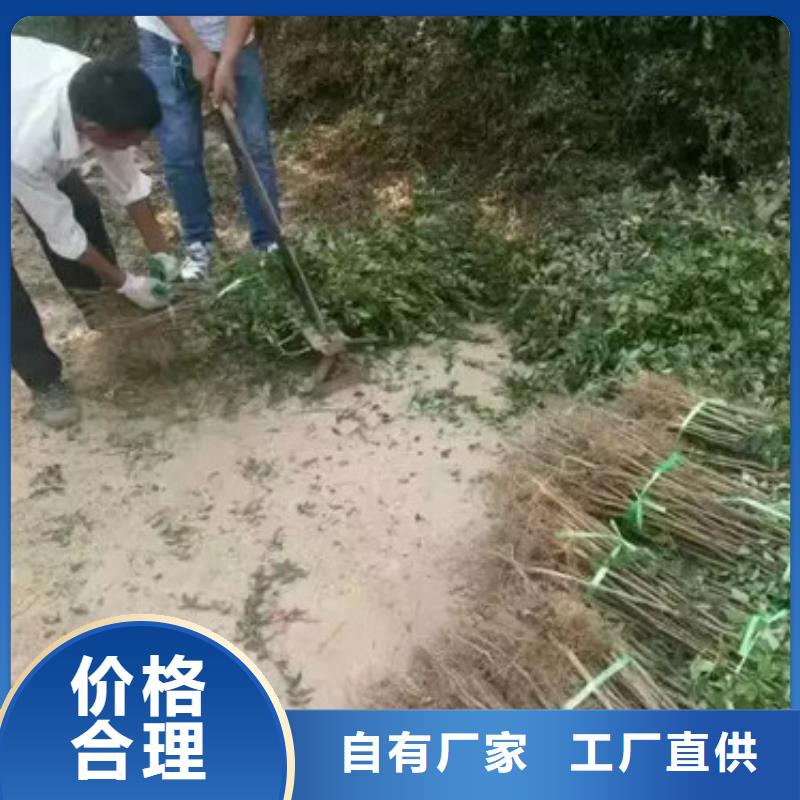 花椒苗_山楂苗对质量负责
