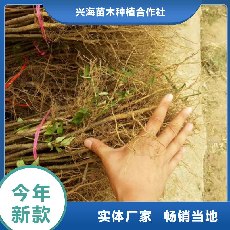 【花椒苗】_李子苗一站式供应