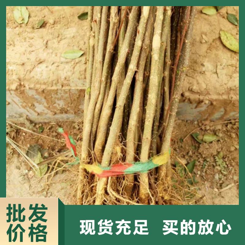 【花椒苗板栗苗材质实在】