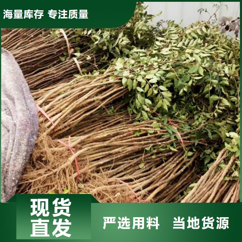 花椒苗,梨树苗厂家自营