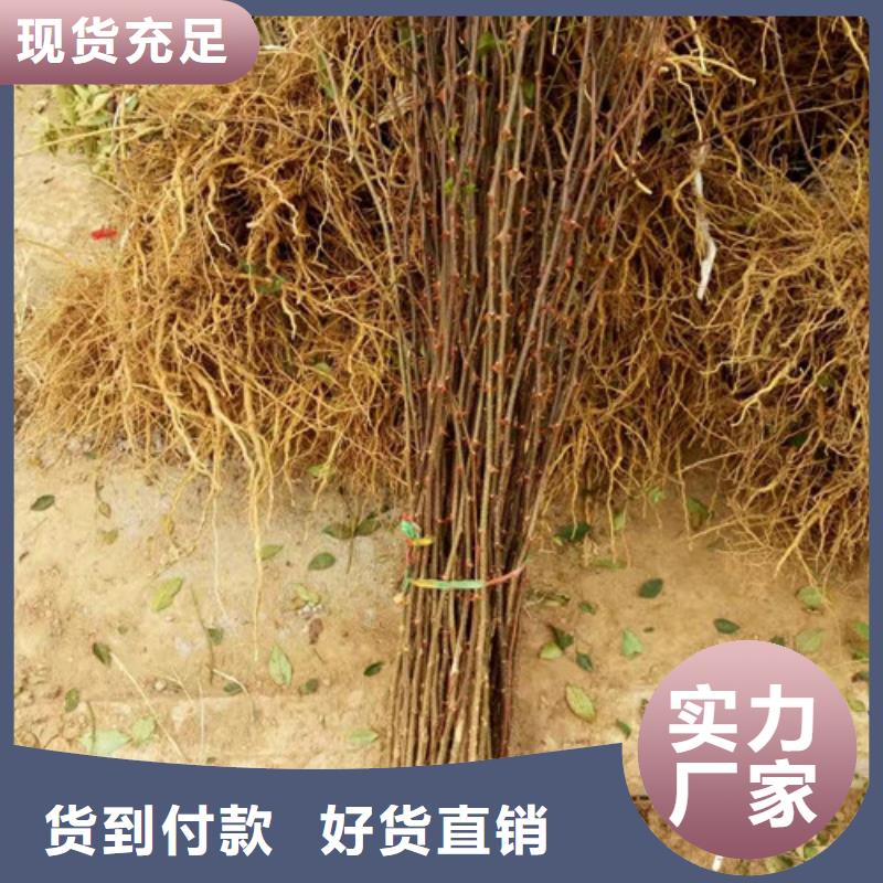 花椒苗【板栗苗】优良材质