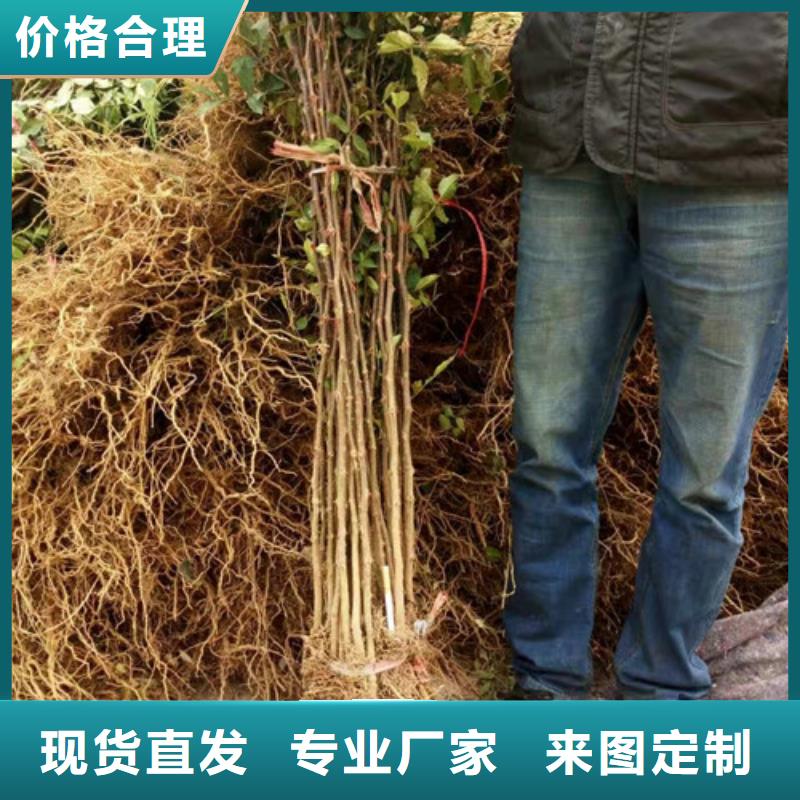 花椒苗核桃苗专业生产团队