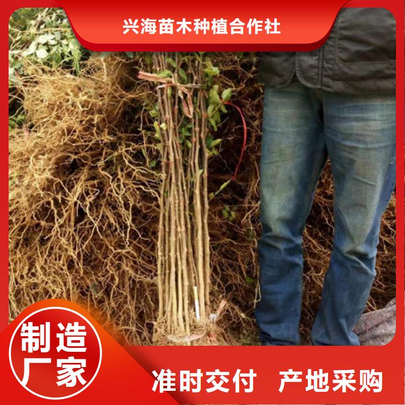 花椒苗-板栗苗优选好材铸造好品质