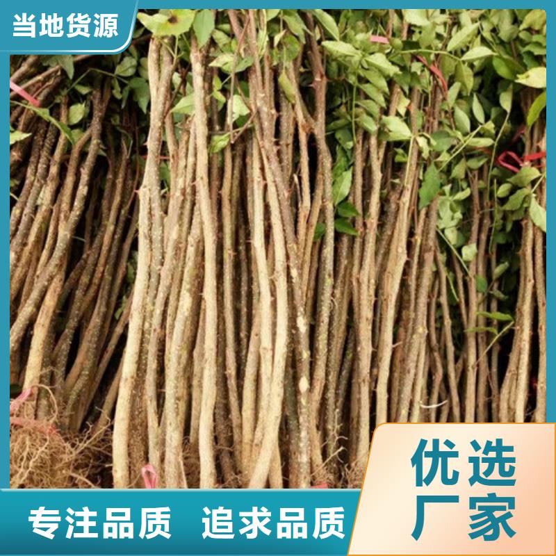 花椒苗李子苗来图定制