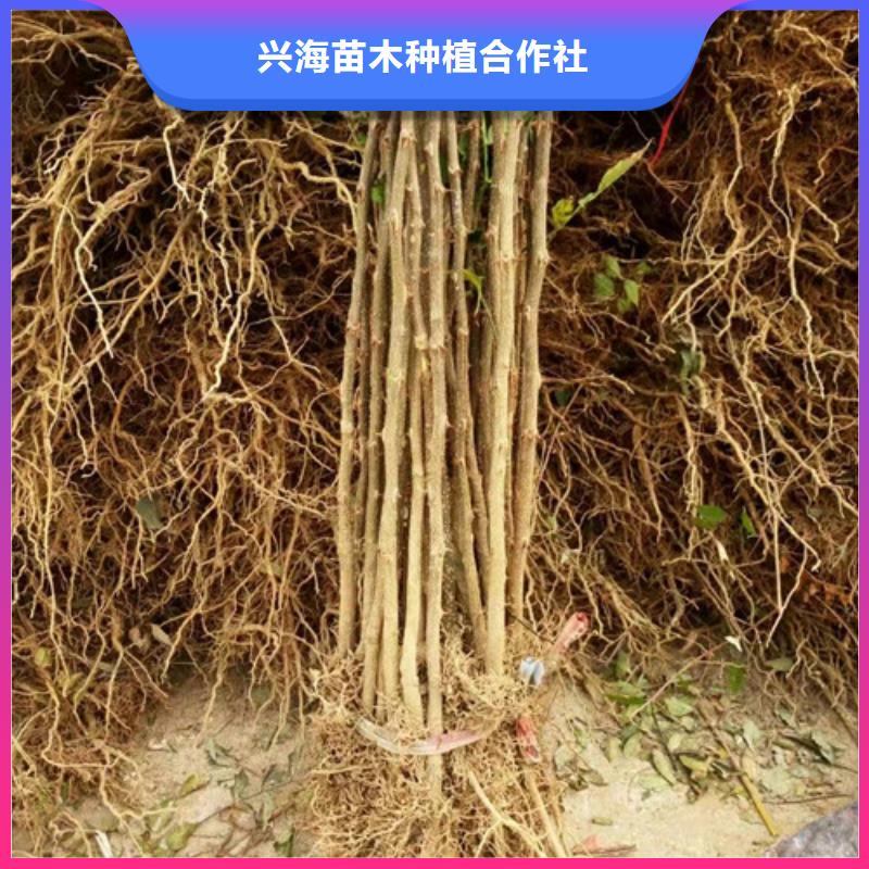 【花椒苗】_李子苗一站式供应