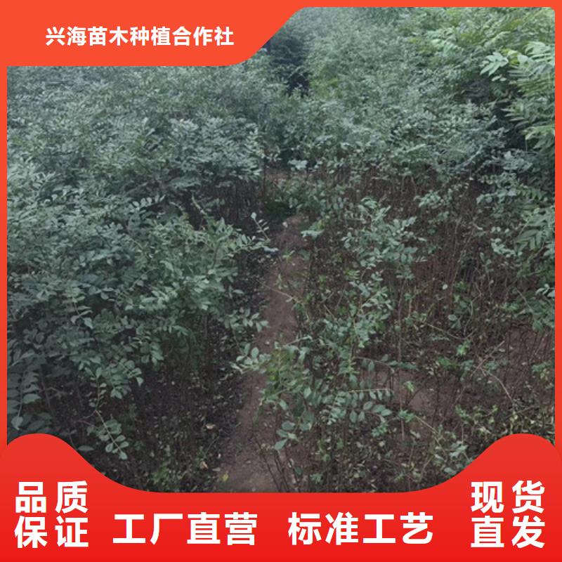 花椒苗梨树苗精益求精