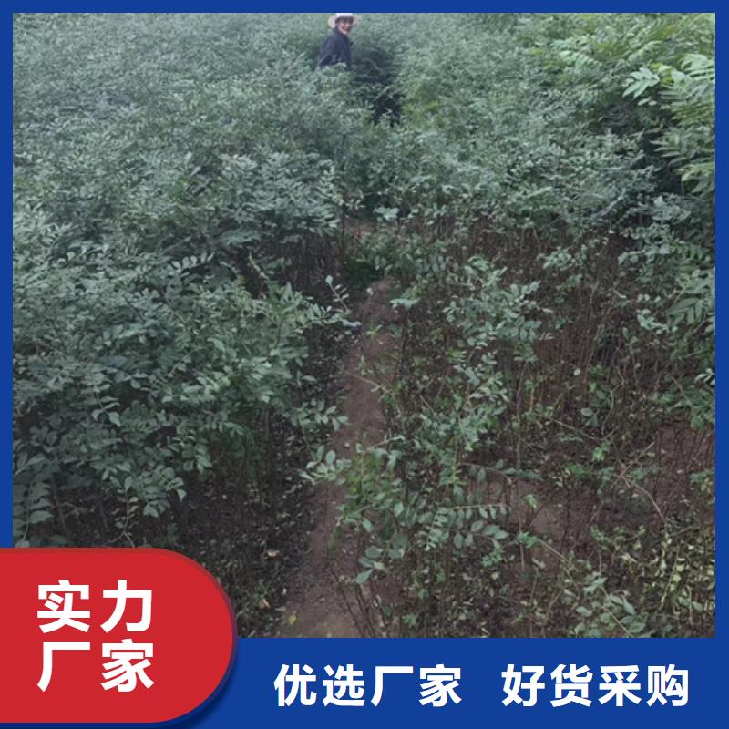 【花椒苗】_李子苗一站式供应
