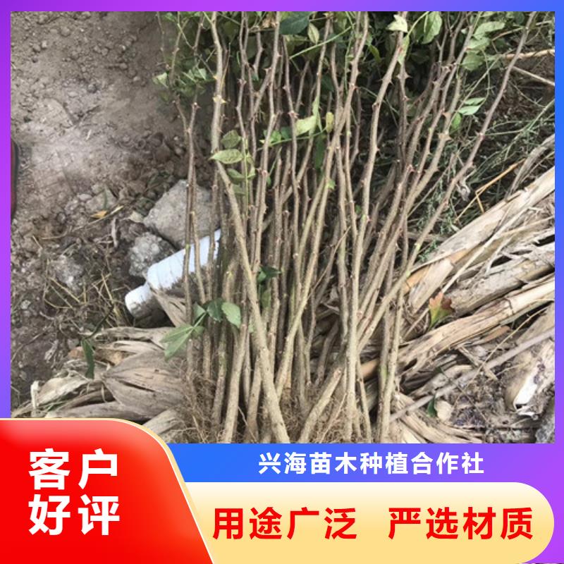 【花椒苗】_李子苗一站式供应