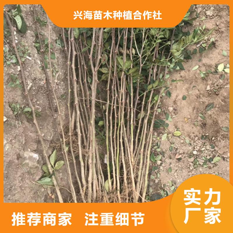 【花椒苗】_李子苗一站式供应