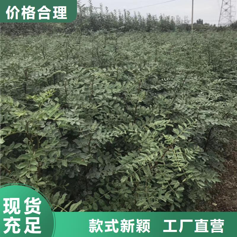 花椒苗梨树苗精益求精