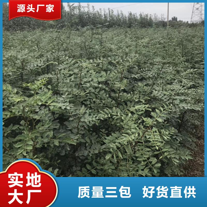 【花椒苗】_李子苗一站式供应